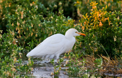 Cattle Egret