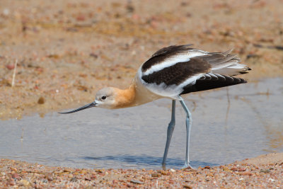 Quivira NWR