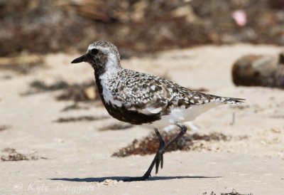 Black-bellied Plover