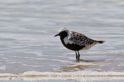 Black-bellied Plover