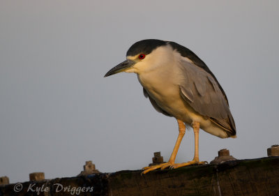 Black-crowned Night-Heron