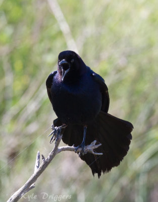 Boat-tailed Grackle