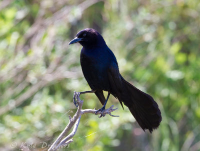 Boat-tailed Grackle