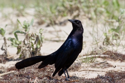 Boat-tailed Grackle