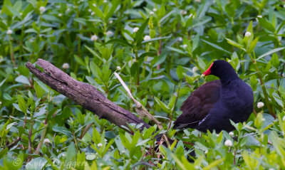 Common Gallinule