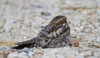 Common Nighthawk