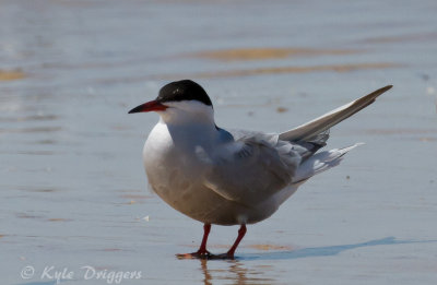Common Tern
