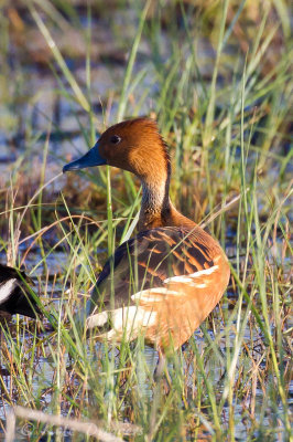 Fulvous Whistling-Duck