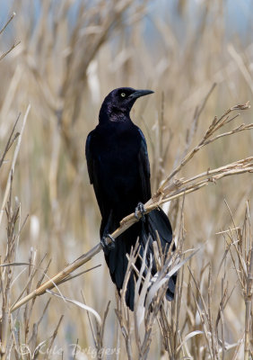 Great-tailed Grackle
