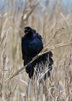 Great-tailed Grackle