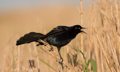 Great-tailed Grackle