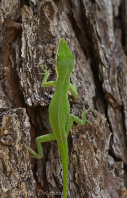 Green Anole
