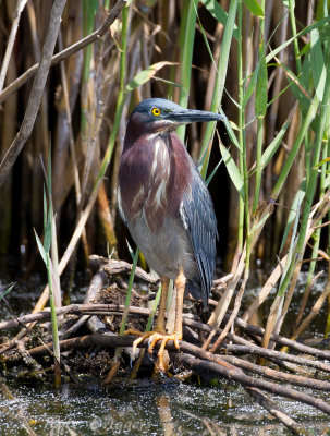 Green Heron