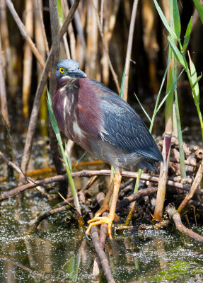 Green Heron