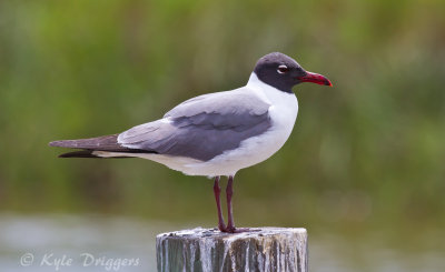 Gulls, Terns, Skuas, and Jaegers