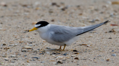 Least Tern