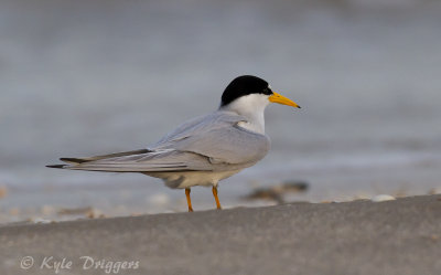 Least Tern