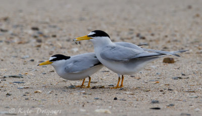 Least Terns