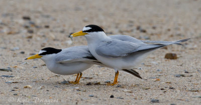 Least Terns