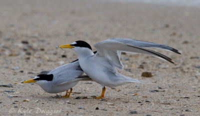 Least Terns