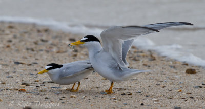 Least Terns