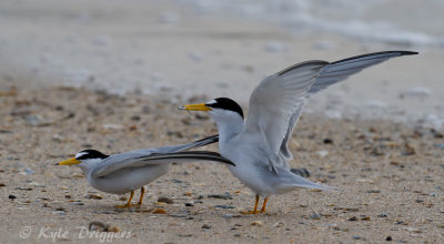 Least Terns
