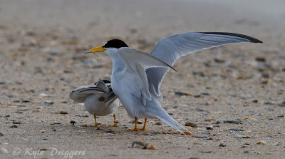 Least Terns