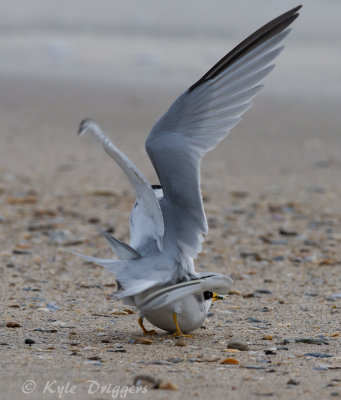 Least Terns