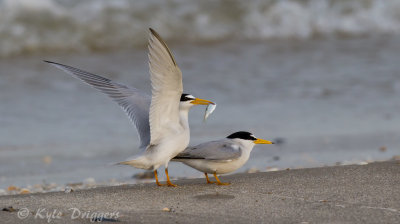Least Terns