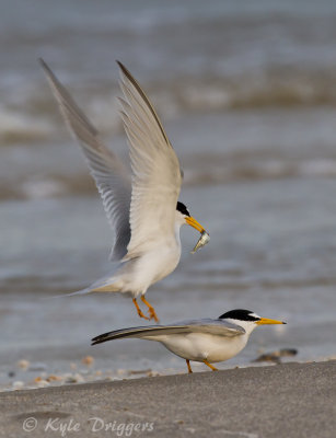 Least Terns