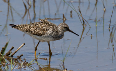 Lesser Yellowlegs