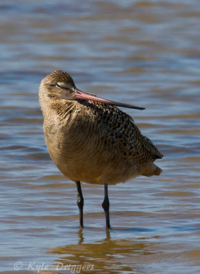 Marbled Godwit