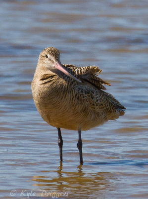Marbled Godwit