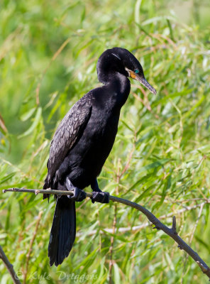 Neotropic Cormorant
