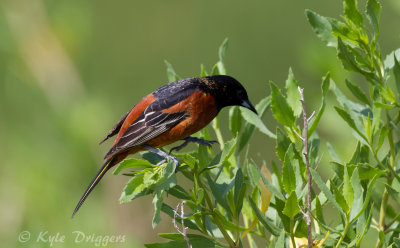 Orchard Oriole