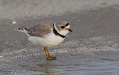 Piping Plover