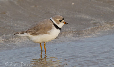 Piping Plover