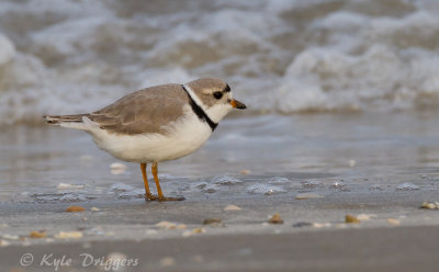 Piping Plover
