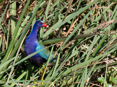 Purple Gallinule