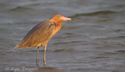 Reddish Egret
