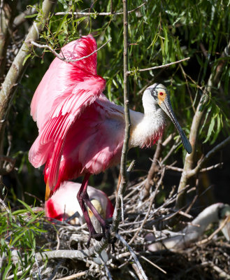 Roseatte Spoonbill