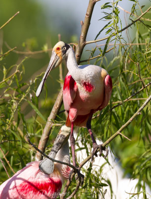 Roseatte Spoonbill