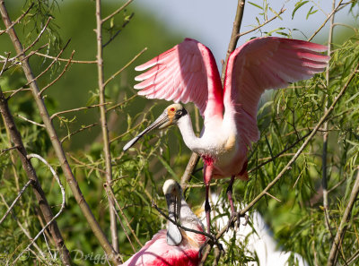 Roseatte Spoonbill