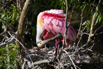 Roseatte Spoonbill