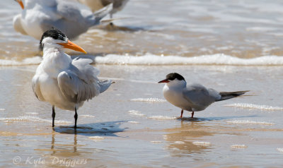 Royal Tern and Common Tern