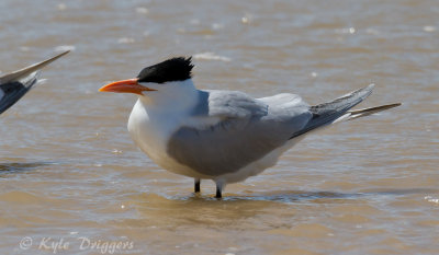 Royal Tern