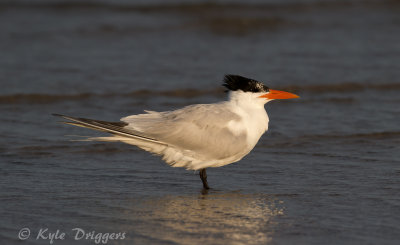 Royal Tern