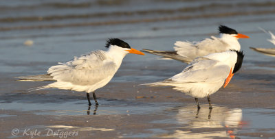 Royal Terns