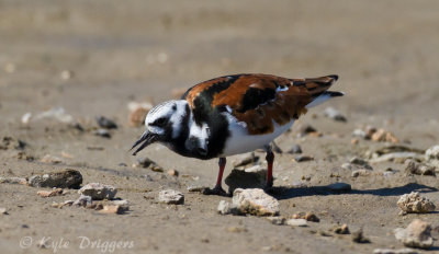 Ruddy Turnstone