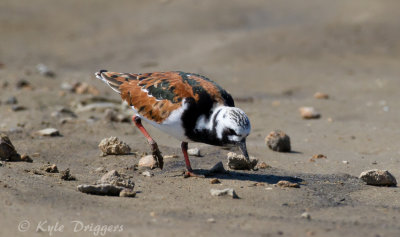 Ruddy Turnstone